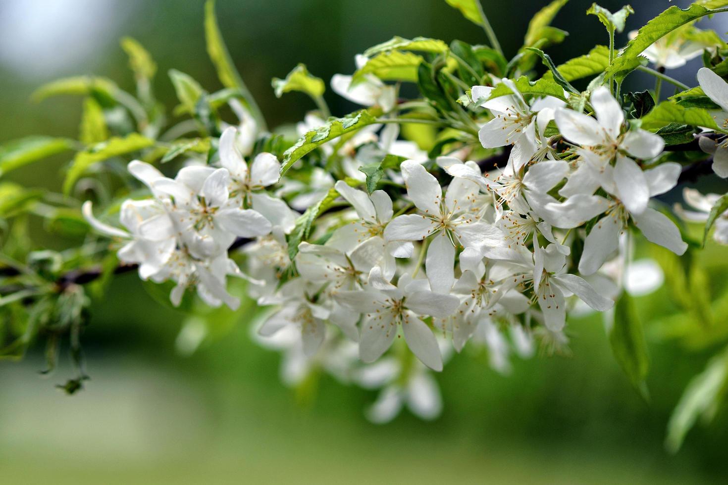 belles fleurs blanches dans le jardin photo