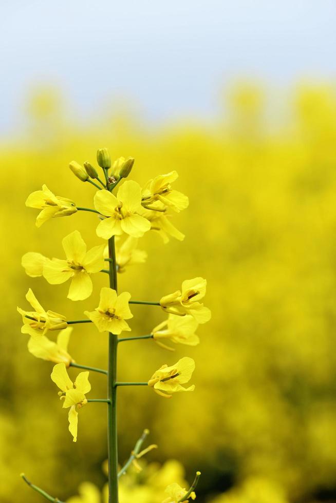 belles fleurs jaunes, champ de colza en fleurs photo