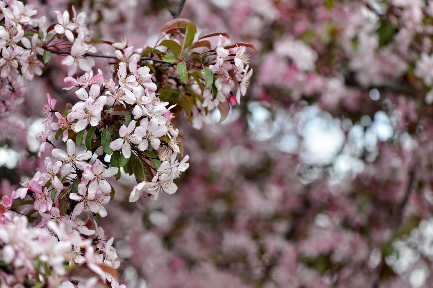 belles fleurs roses en fleurs photo