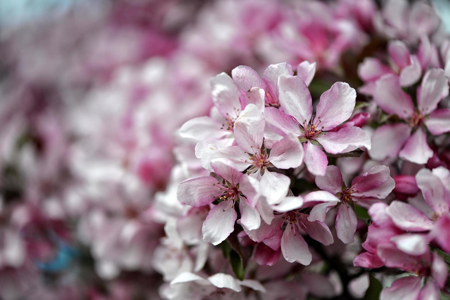 belles fleurs roses en fleurs photo