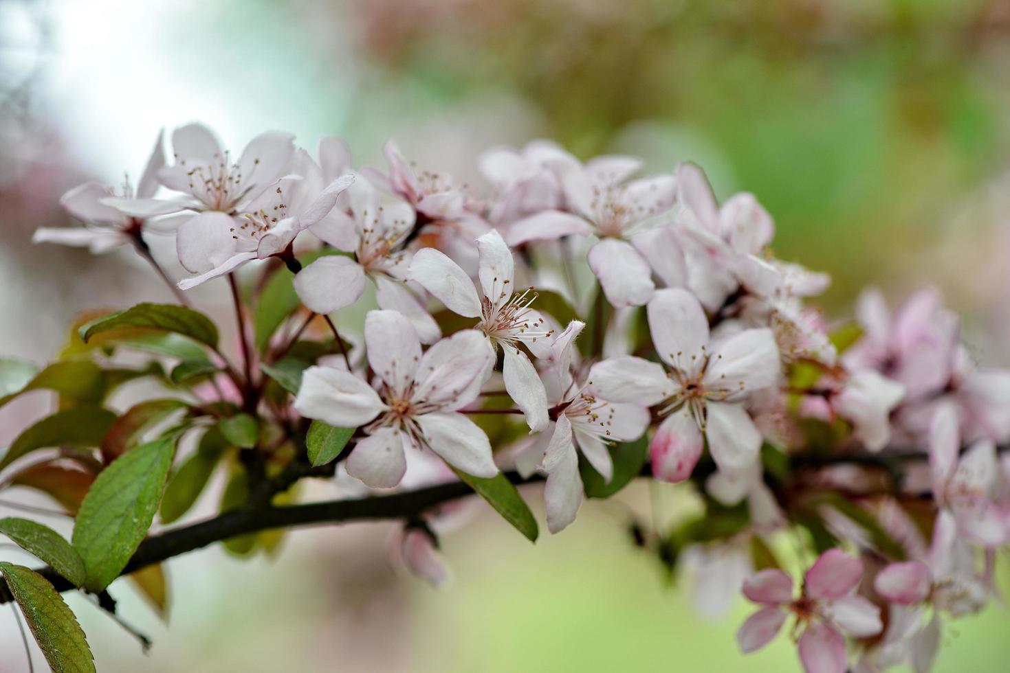 belles fleurs de pommier en fleurs photo