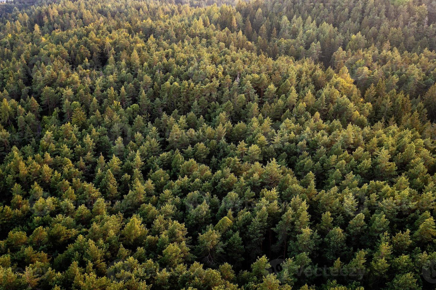 belle photo panoramique au-dessus de la forêt de pins