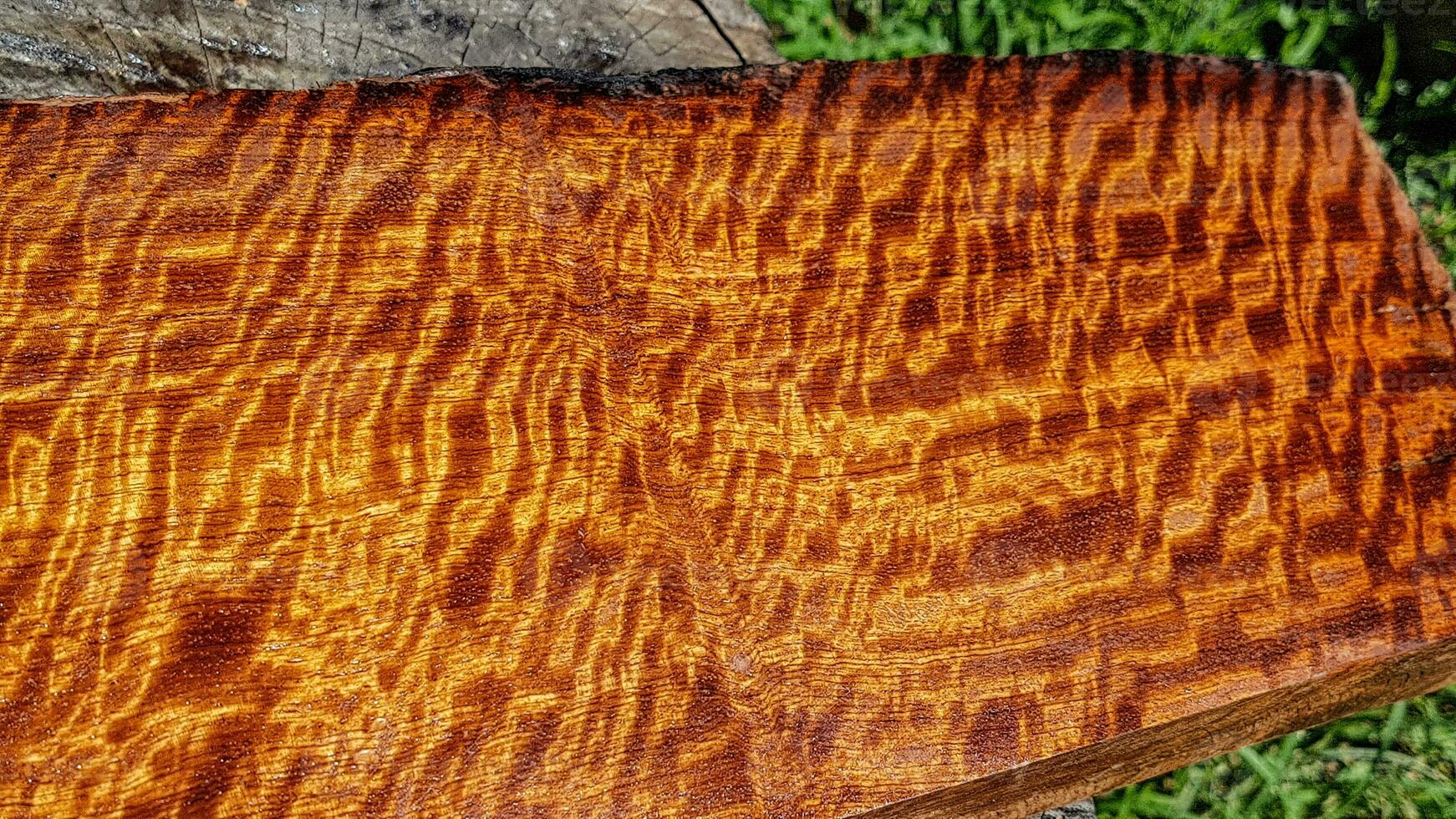 le bois de padouk de birmanie a un grain de tigre ou de rayure bouclée photo