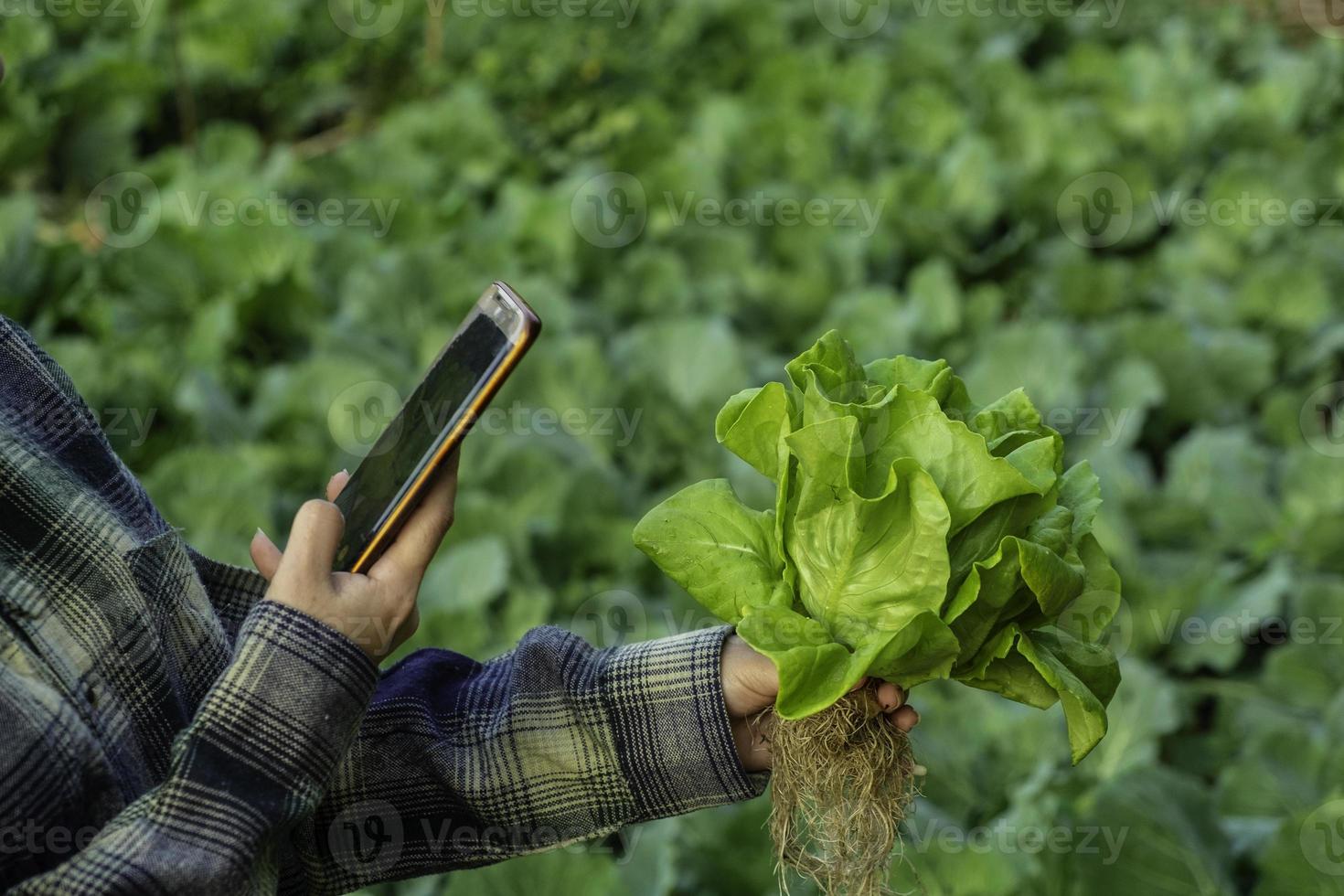 un jeune agriculteur prend une photo de légumes de croissance déposés dans un téléphone portable