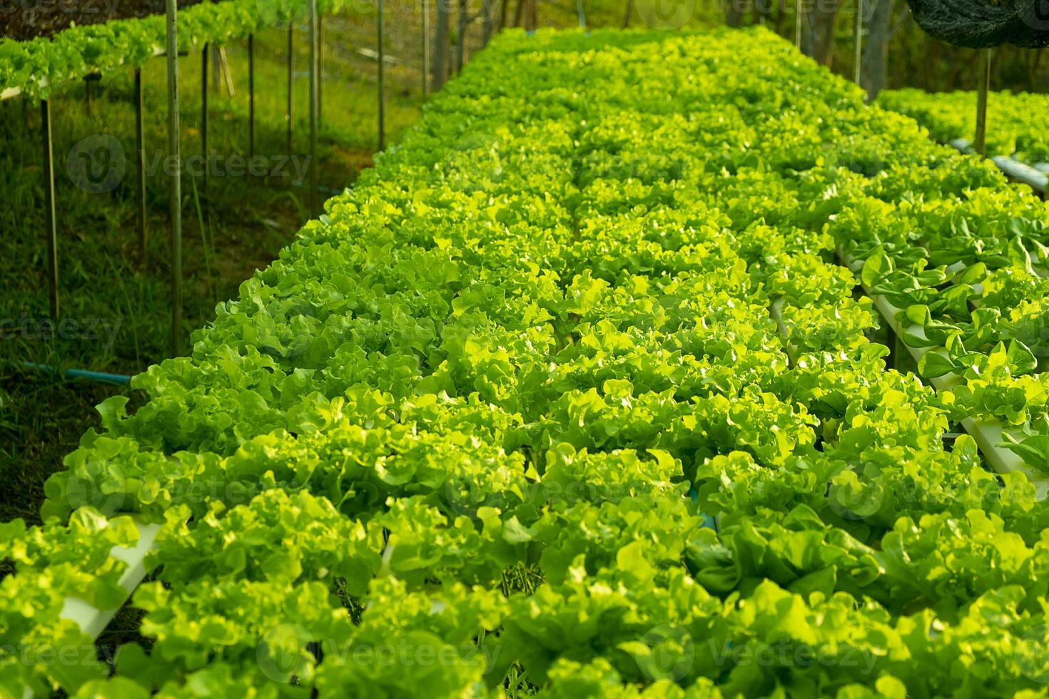 Chêne vert végétal poussant dans un système hydroponique automatisation de l'écoulement de l'eau et des engrais sur la parcelle de plantation photo