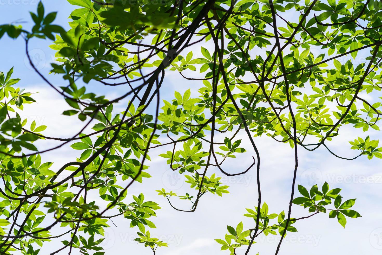 branches d'arbres fond vert photo