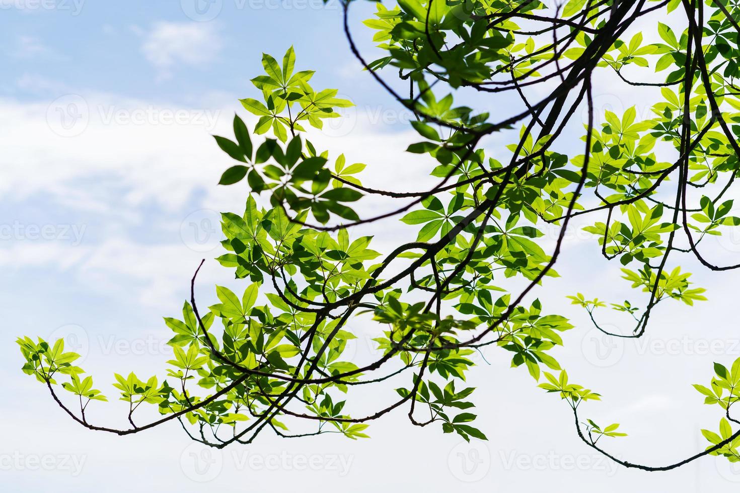 branches d'arbres fond vert photo