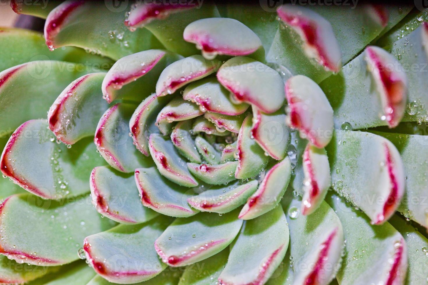 succulente avec des gouttes d'eau photo