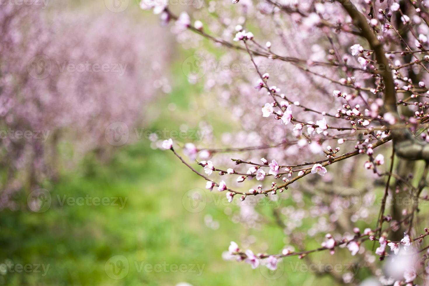 jardin de pêches de printemps, fleurs roses. photo