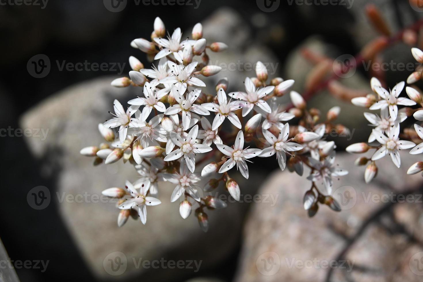 beaucoup de petites fleurs blanches de plantes rampantes 2901018 Banque de  photos