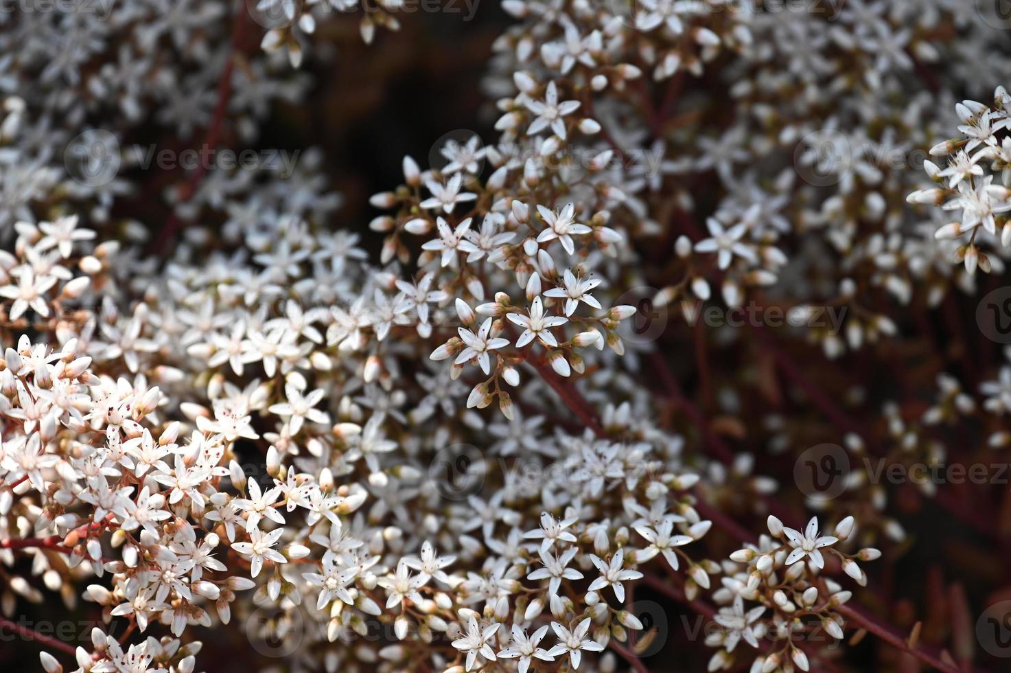 beaucoup de petites fleurs blanches de plantes rampantes photo