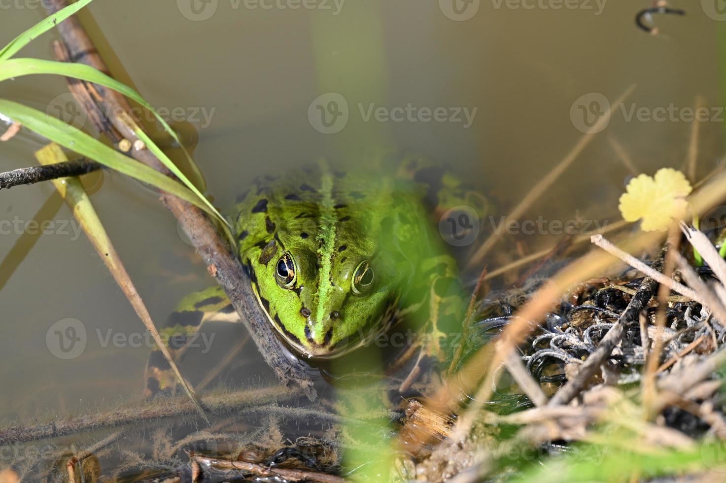 grenouille verte au bord du rivage photo