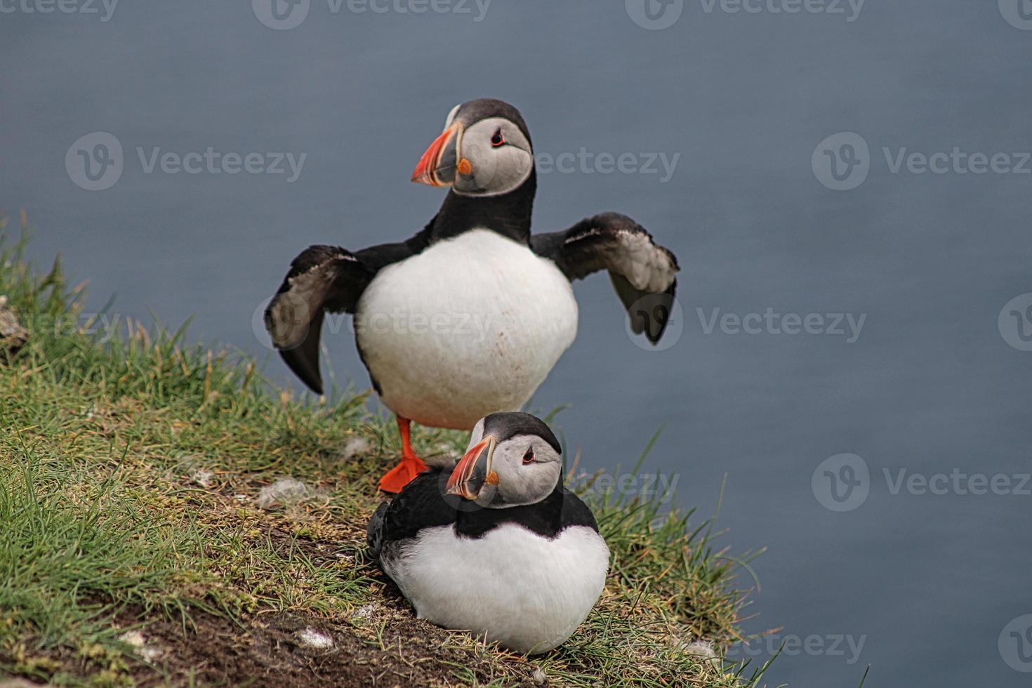 macareux sur l'île de mykines sur les îles féroé photo