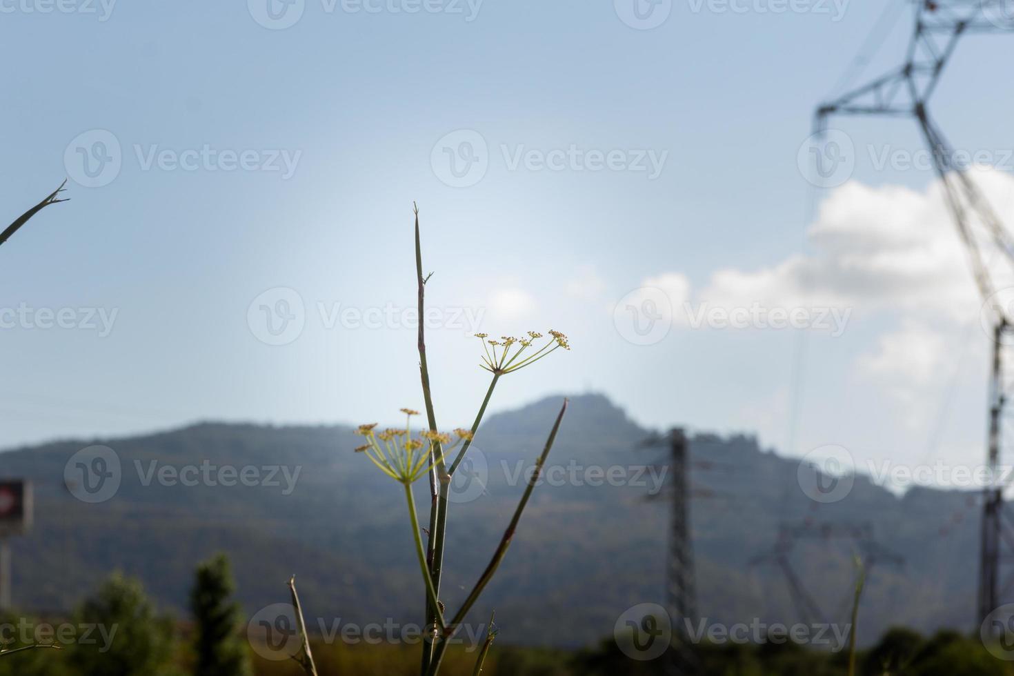 silhouettes d'herbes sauvages sur fond de ciel photo