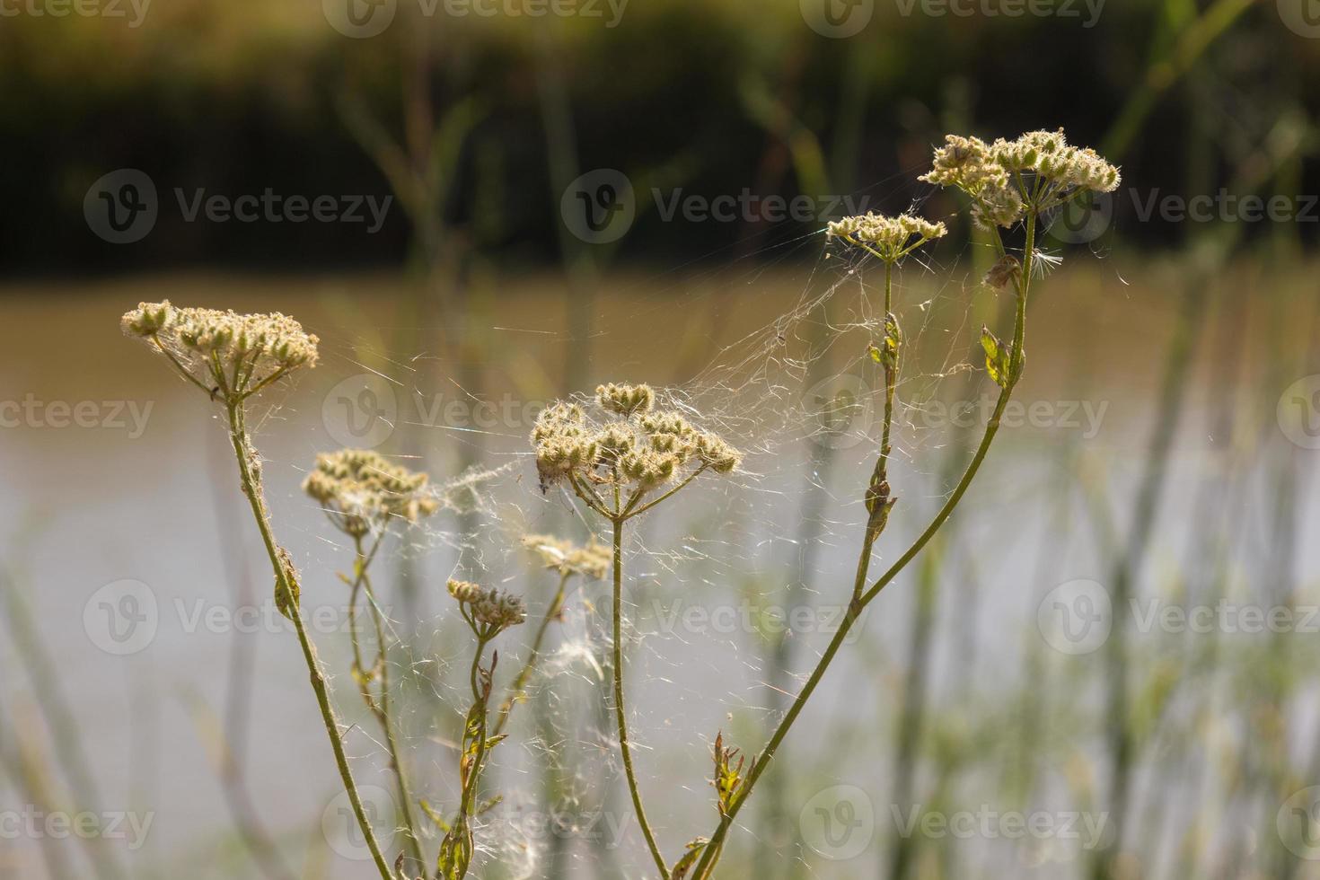 silhouettes d'herbes sauvages sur fond de ciel photo