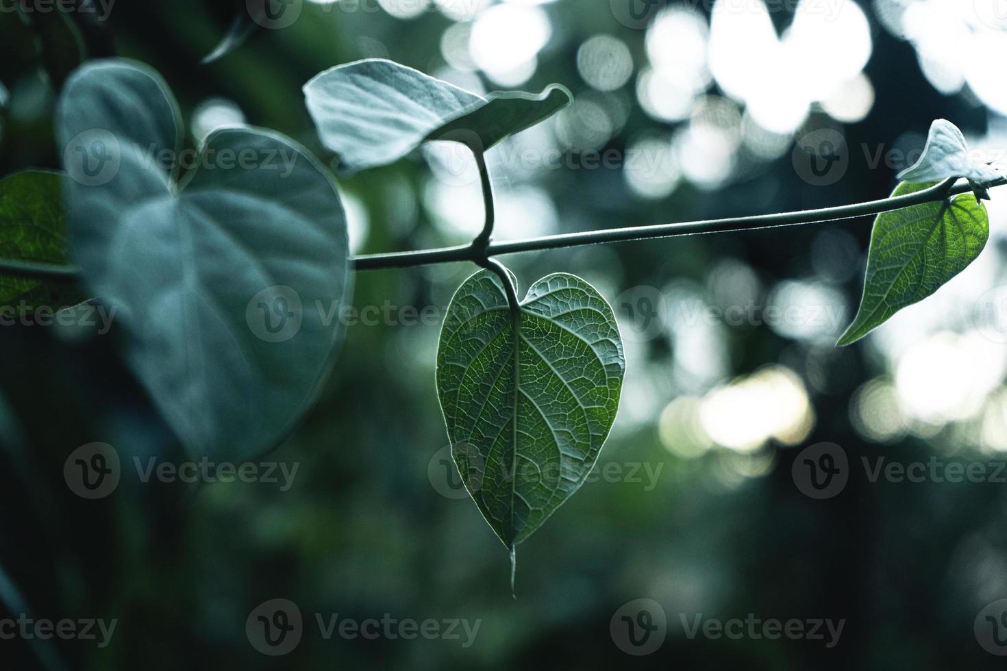 fond naturel de feuilles vertes photo