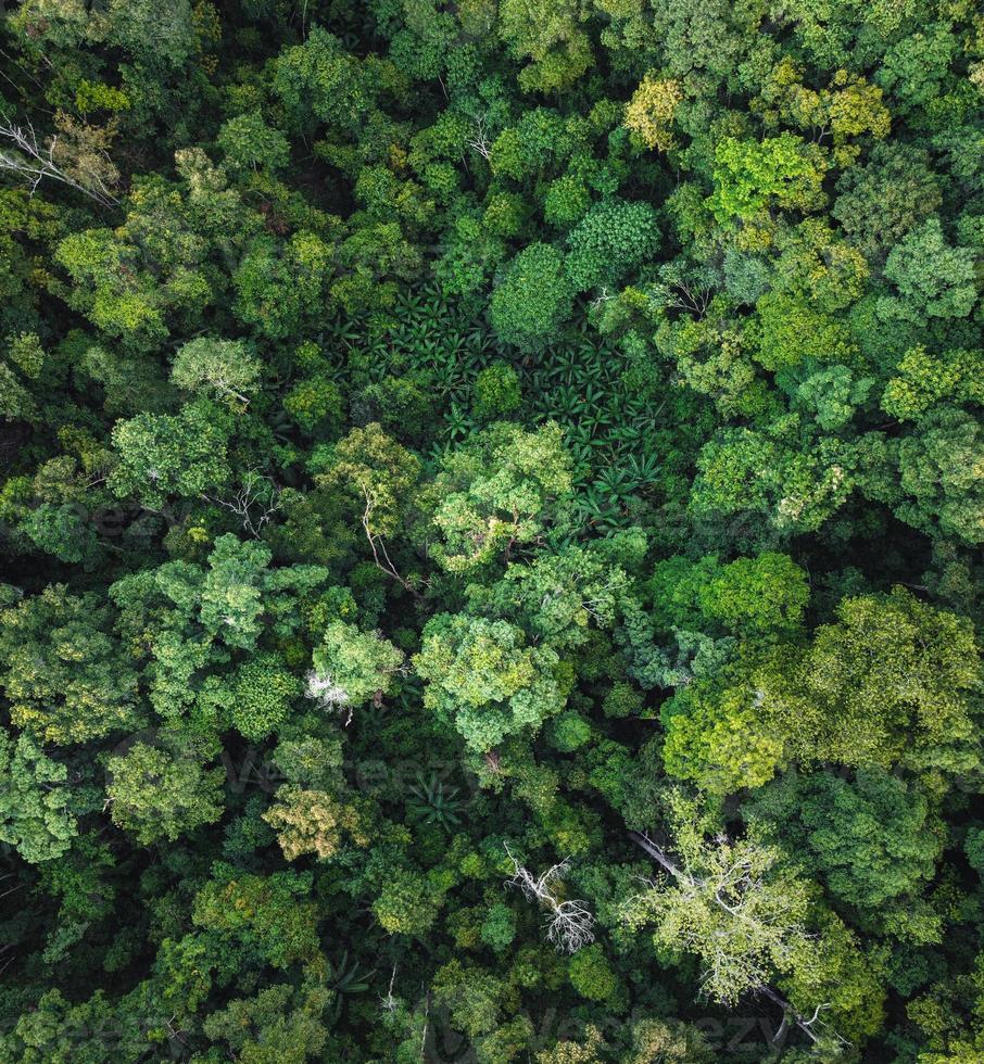 forêt verte sous les tropiques d'en haut photo