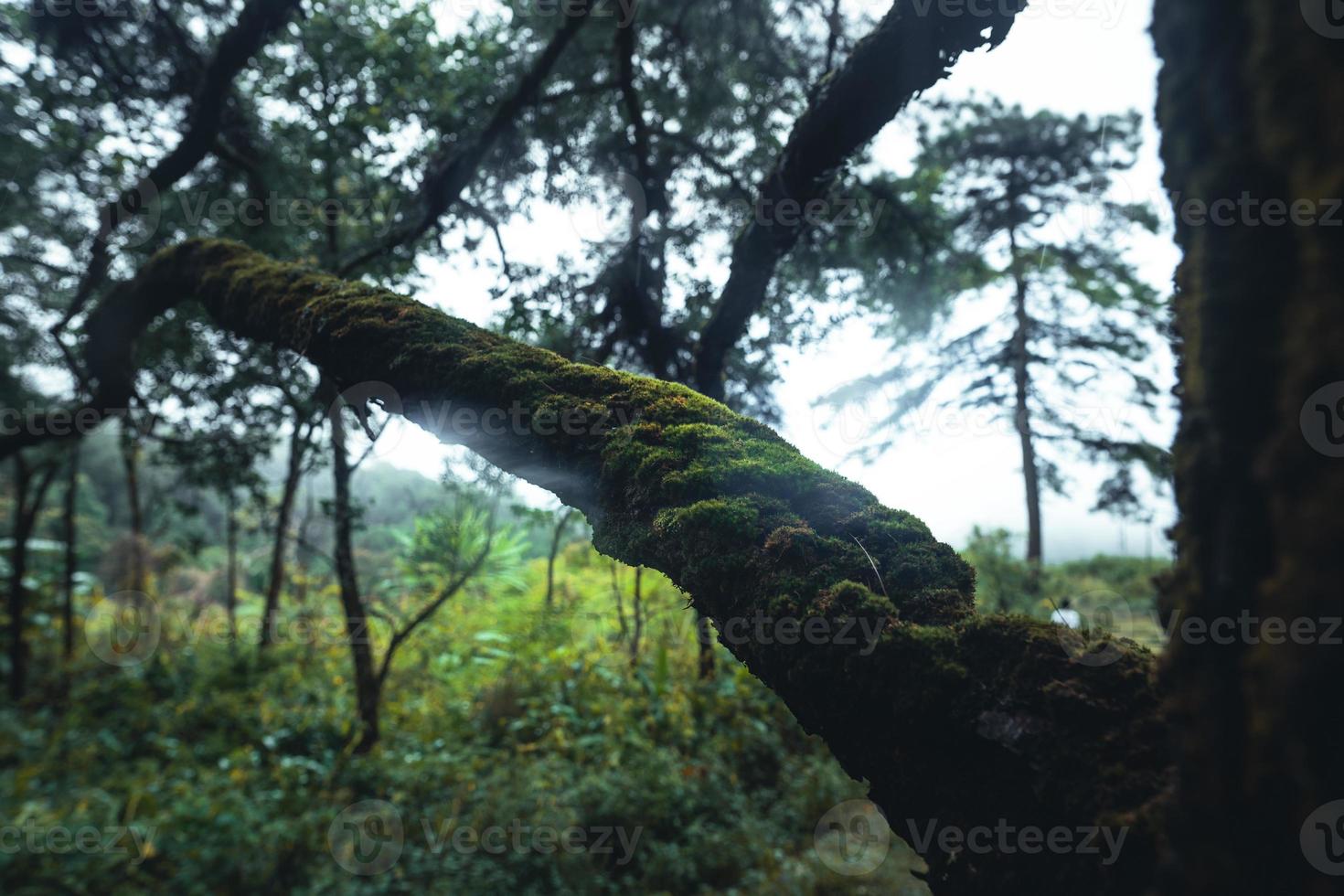 arbres dans le brouillard, forêt de paysage sauvage avec des pins photo