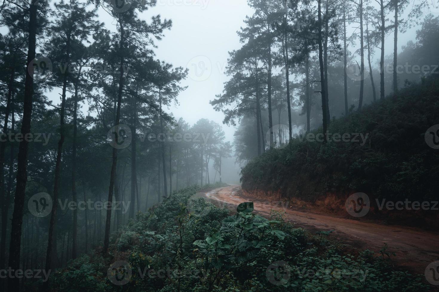 arbres dans le brouillard, forêt de paysage sauvage avec des pins photo