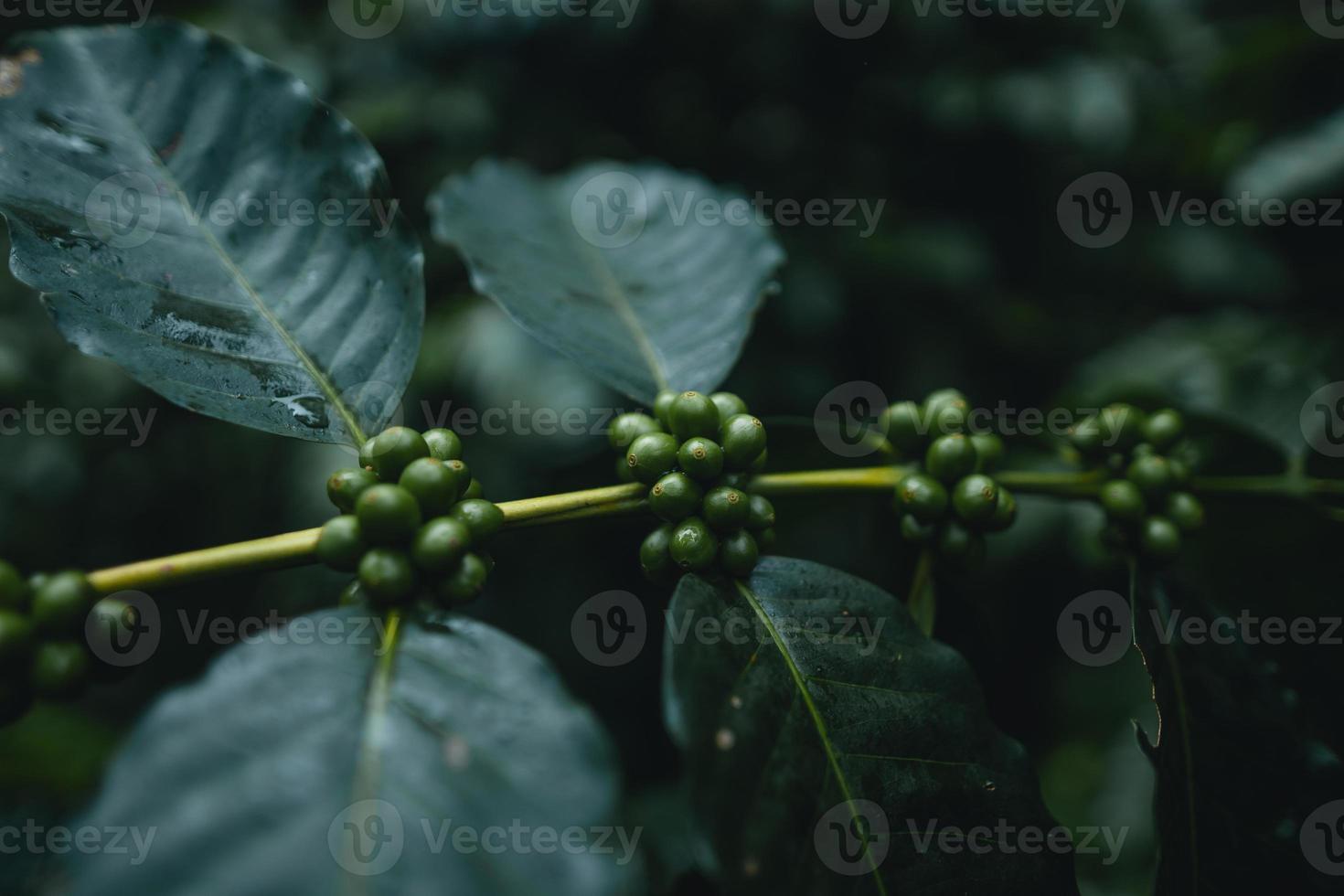 plantation de café dans la forêt tropicale photo