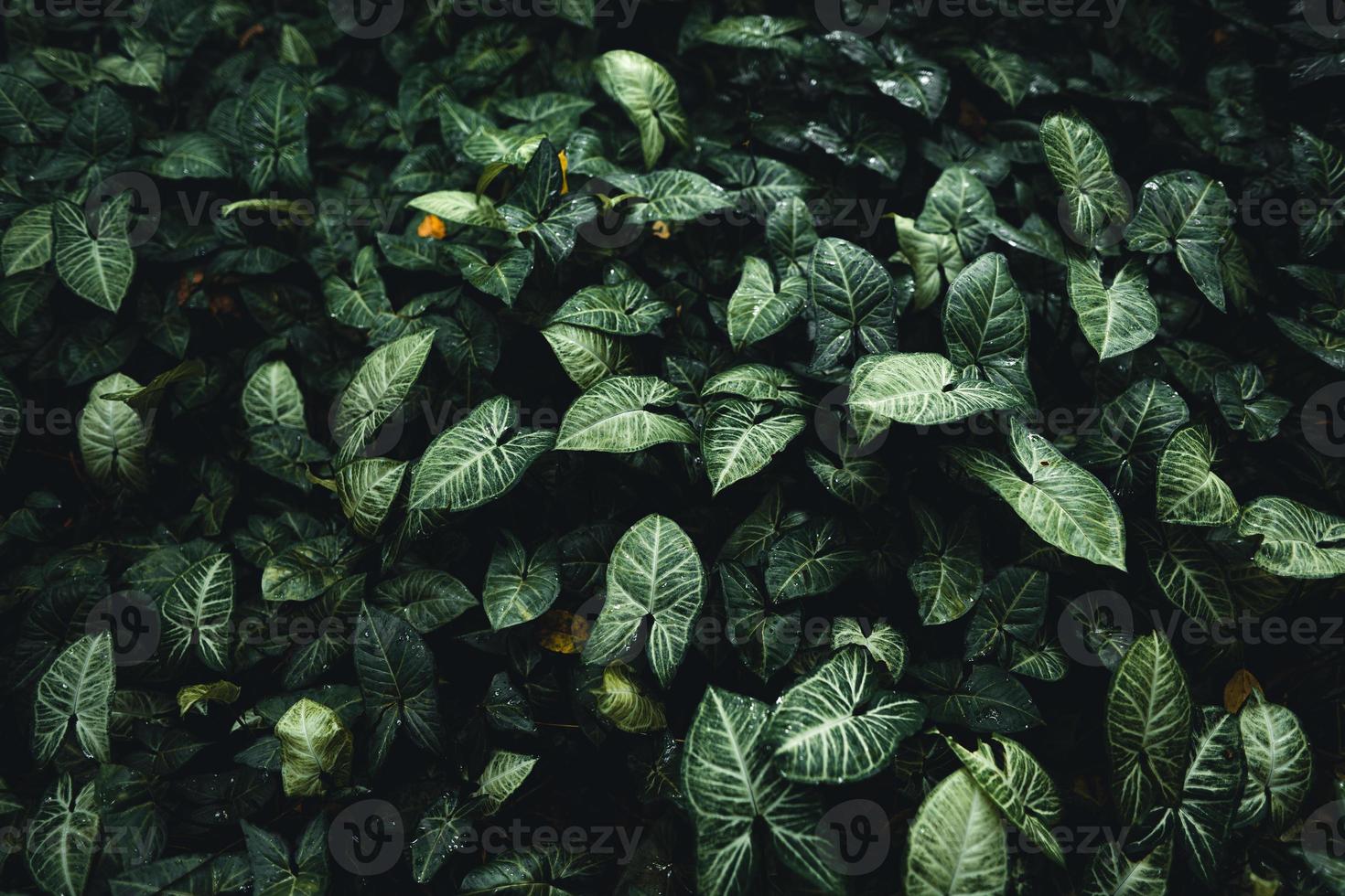 feuilles vertes fond naturel fond de feuilles tropicales, photo