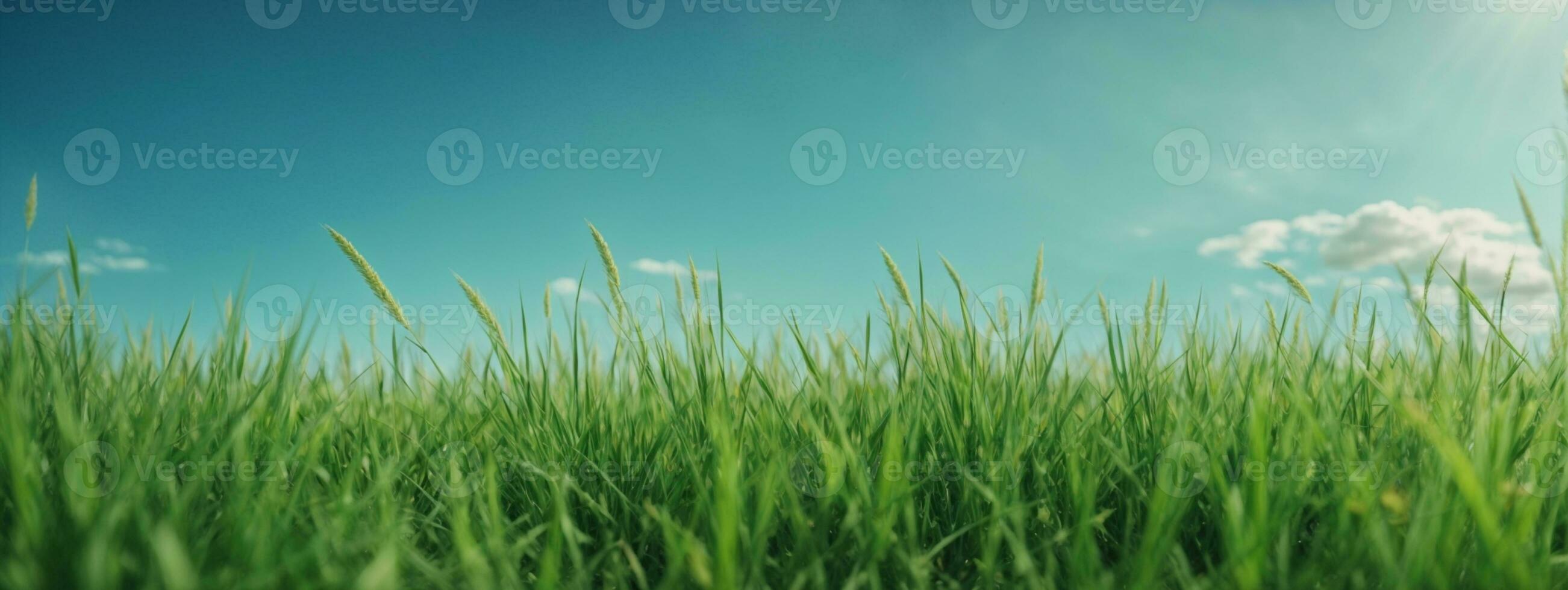 vert herbe sur bleu clair ciel, printemps la nature thème. panorama. ai généré photo