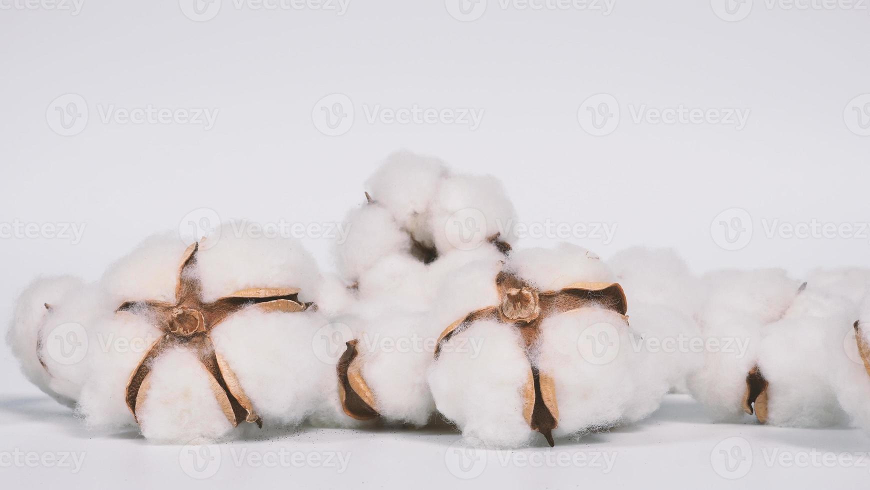 vraies fleurs de coton biologique de couleur blanche en studio shot photo