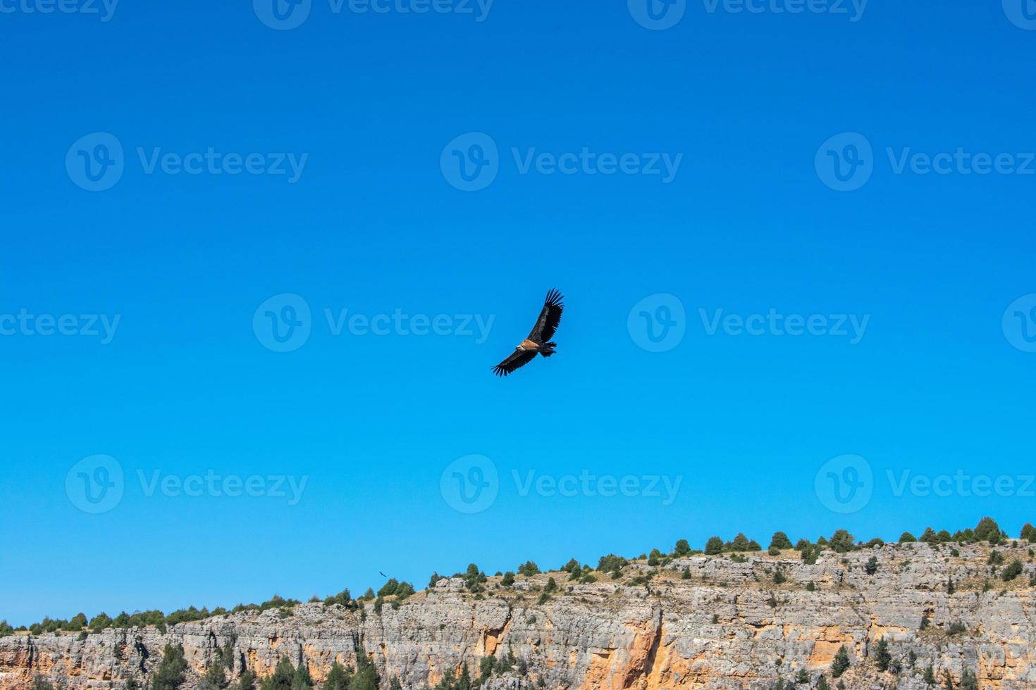 vautour fauve survolant le ciel bleu photo