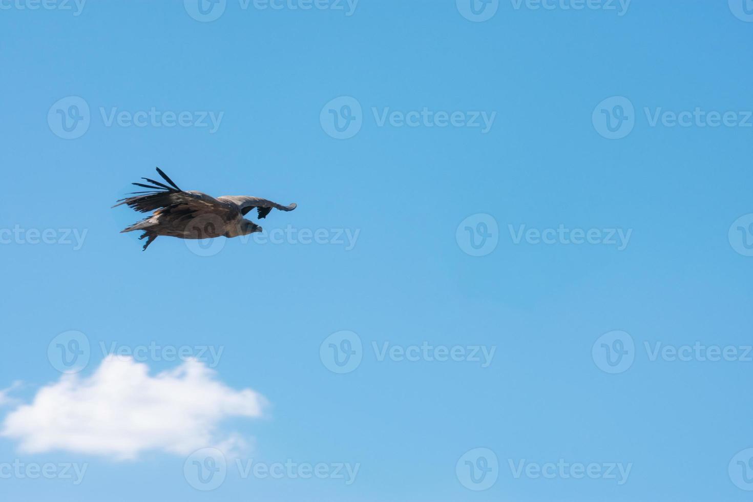 vautour fauve survolant le ciel bleu photo