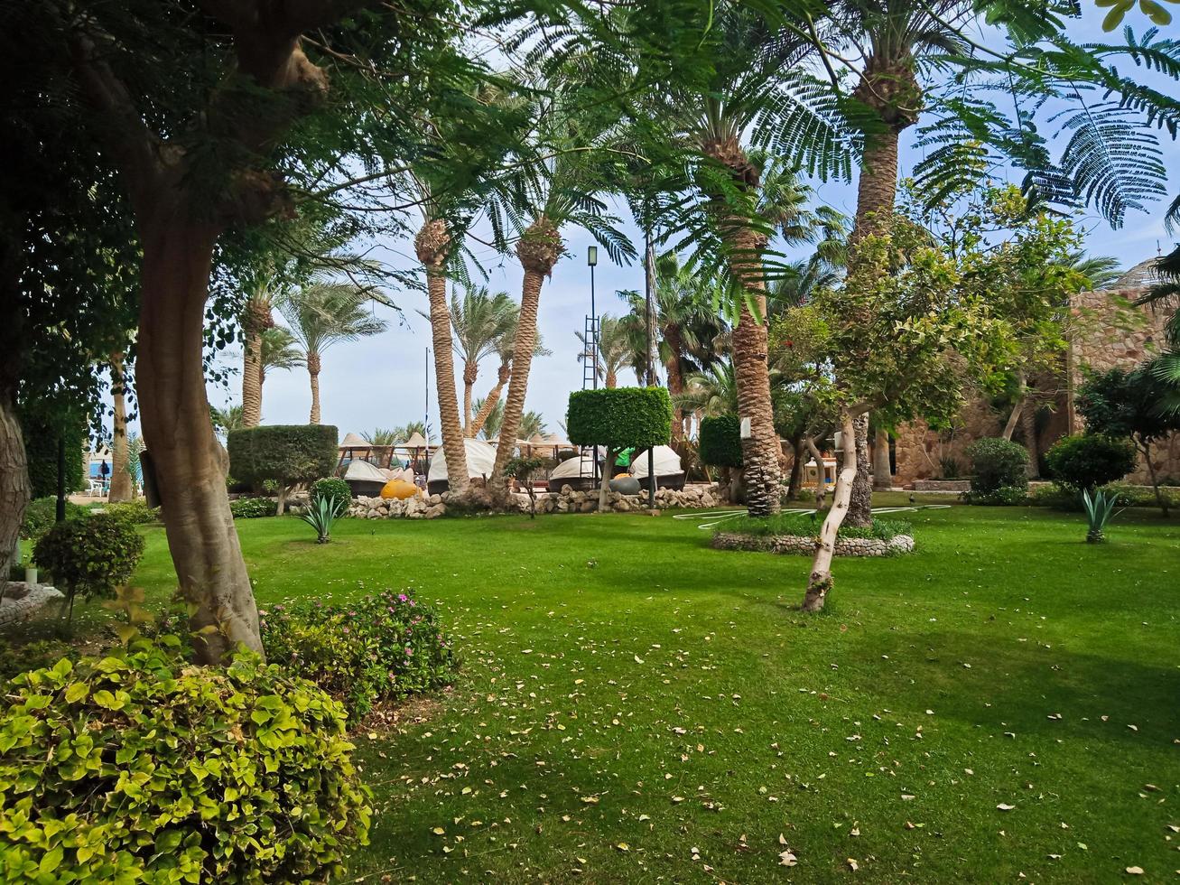 beau jardin verdoyant avec palmiers et buissons bouclés dans la ville d'hurghada, égypte photo