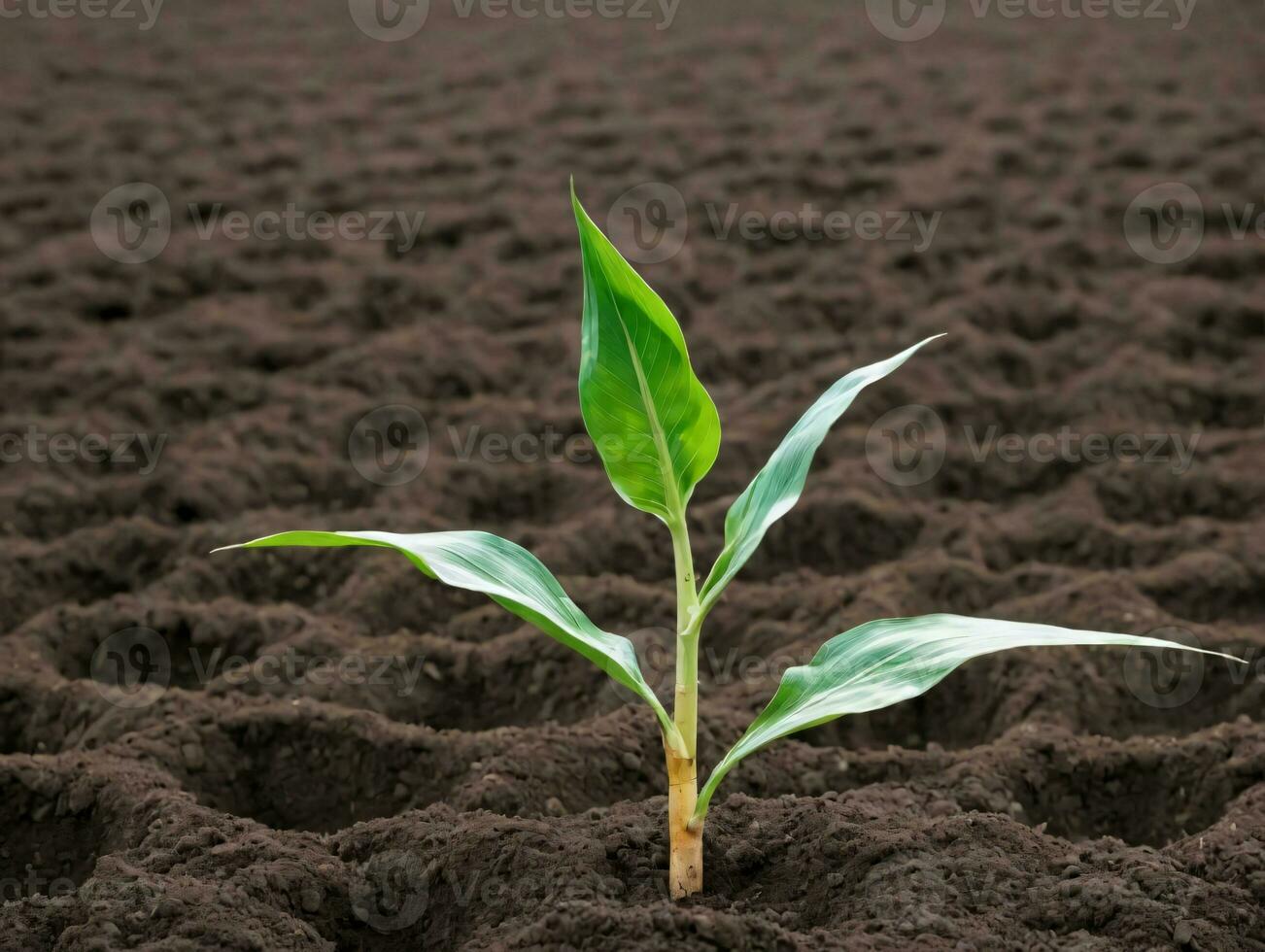 une Jeune plante choux de le sol. ai généré photo