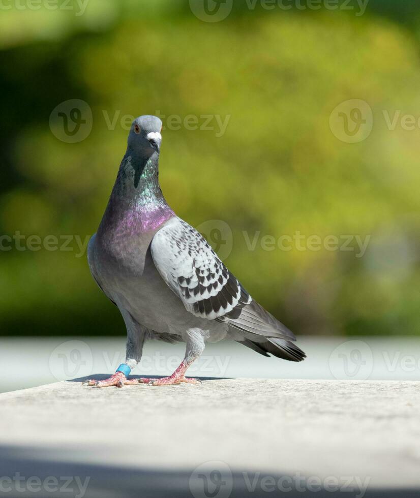 plein corps de la vitesse courses Pigeon oiseau permanent sur Accueil toit photo