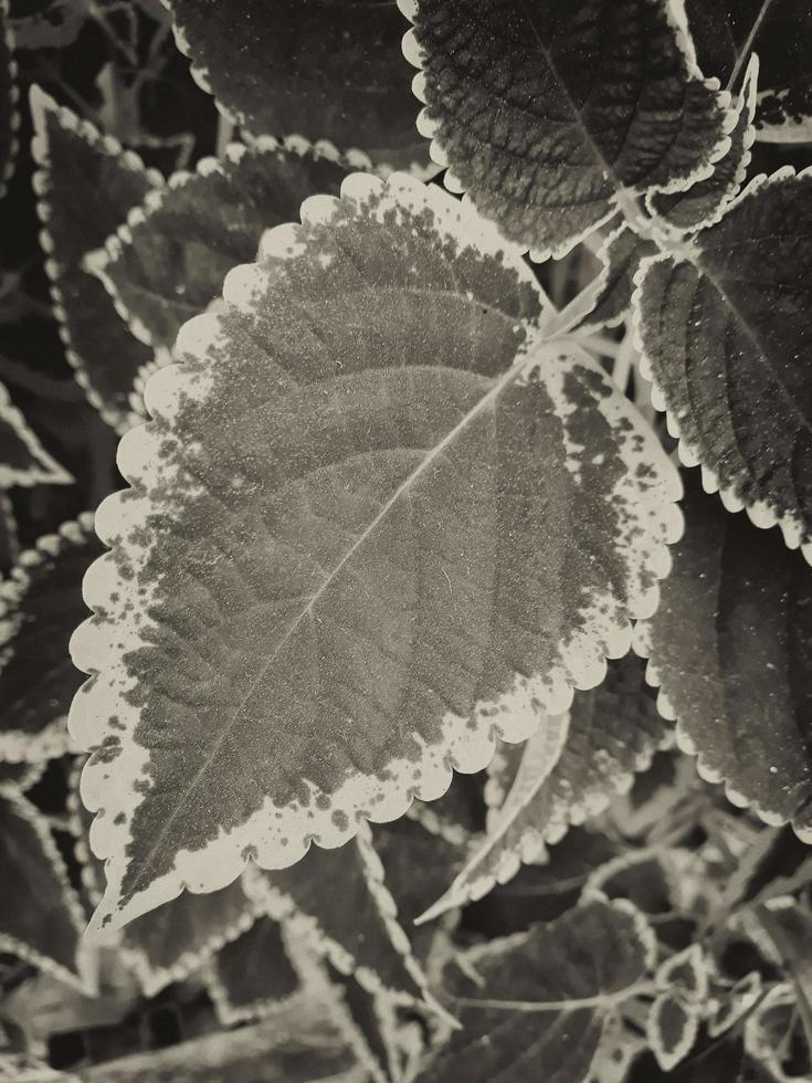 fond de feuilles de couleur gris foncé photo