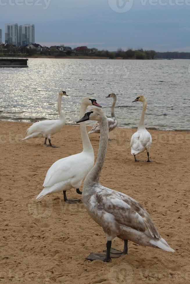 une volée de cygnes sur la plage de la ville. grands oiseaux sur les rives d'un lac ou d'une rivière photo