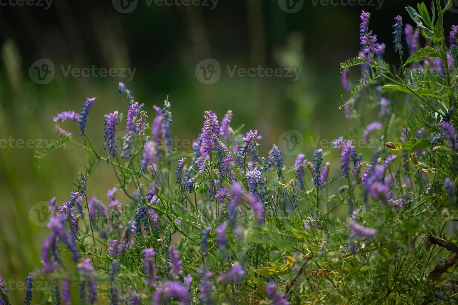 champ avec des lupins violets. fleurs sauvages. plantes d'été. photo