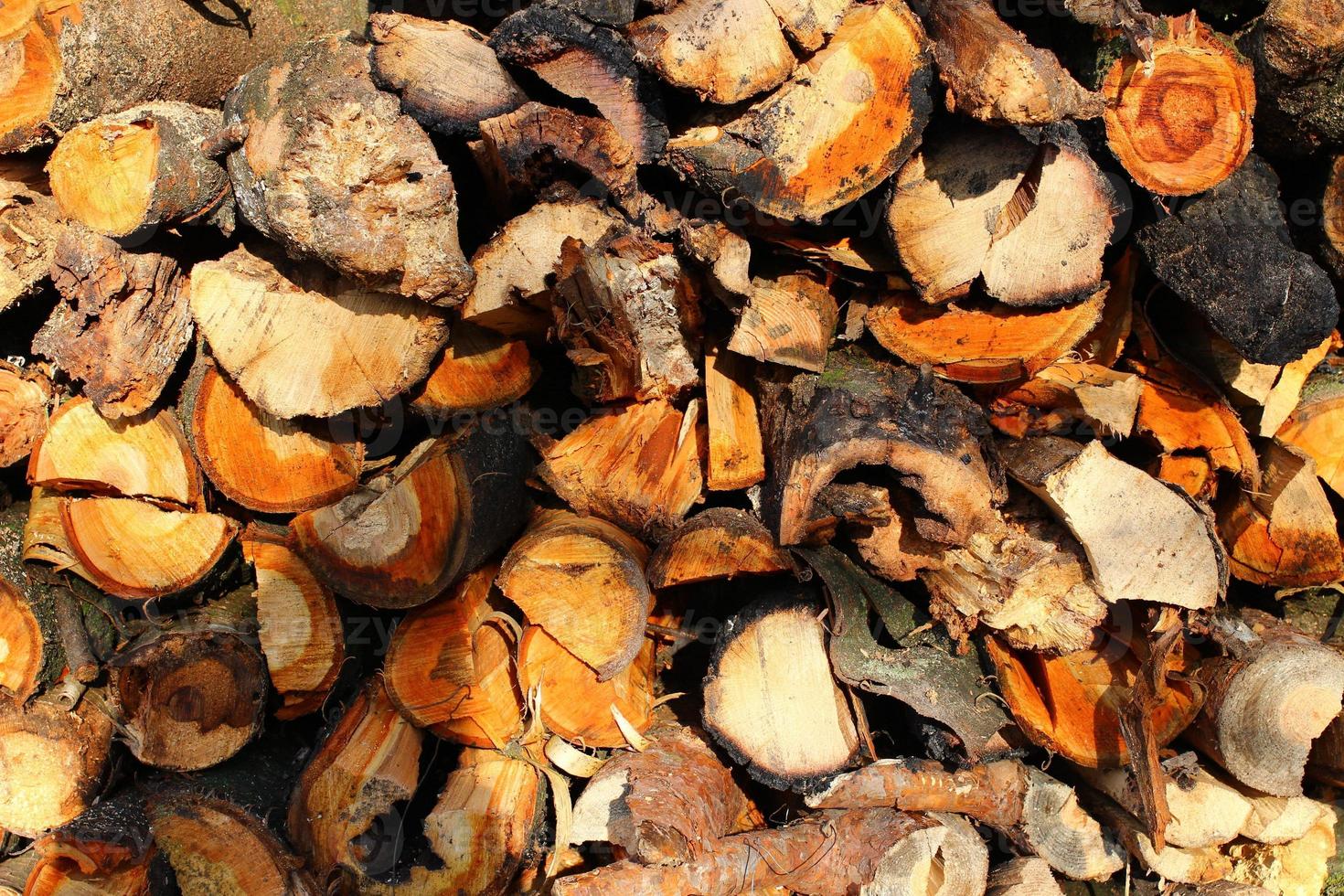 beaucoup d'arbres coupés pour le bois de chauffage. photo