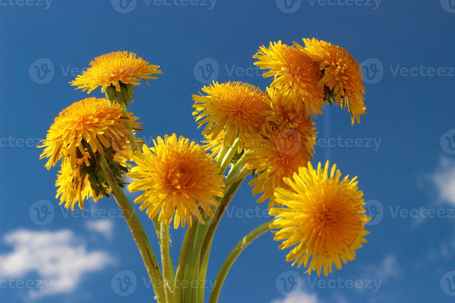 fleurs de pissenlit jaunes et ciel bleu. photo