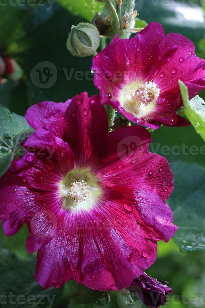 gros plan de belle fleur de mauve rouge. photo