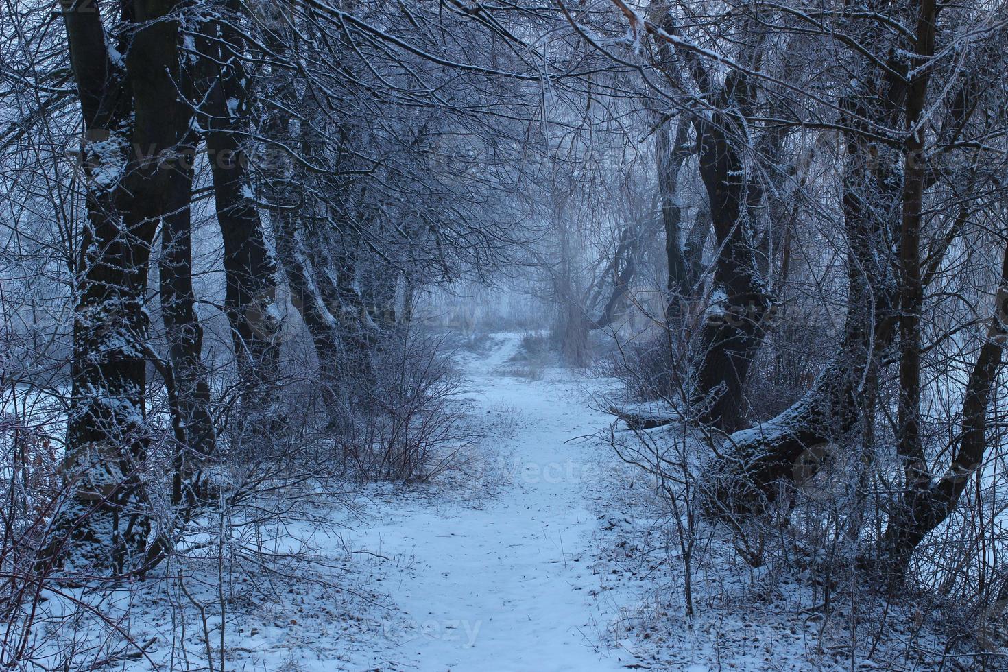 sombre journée d'hiver dans la forêt photo