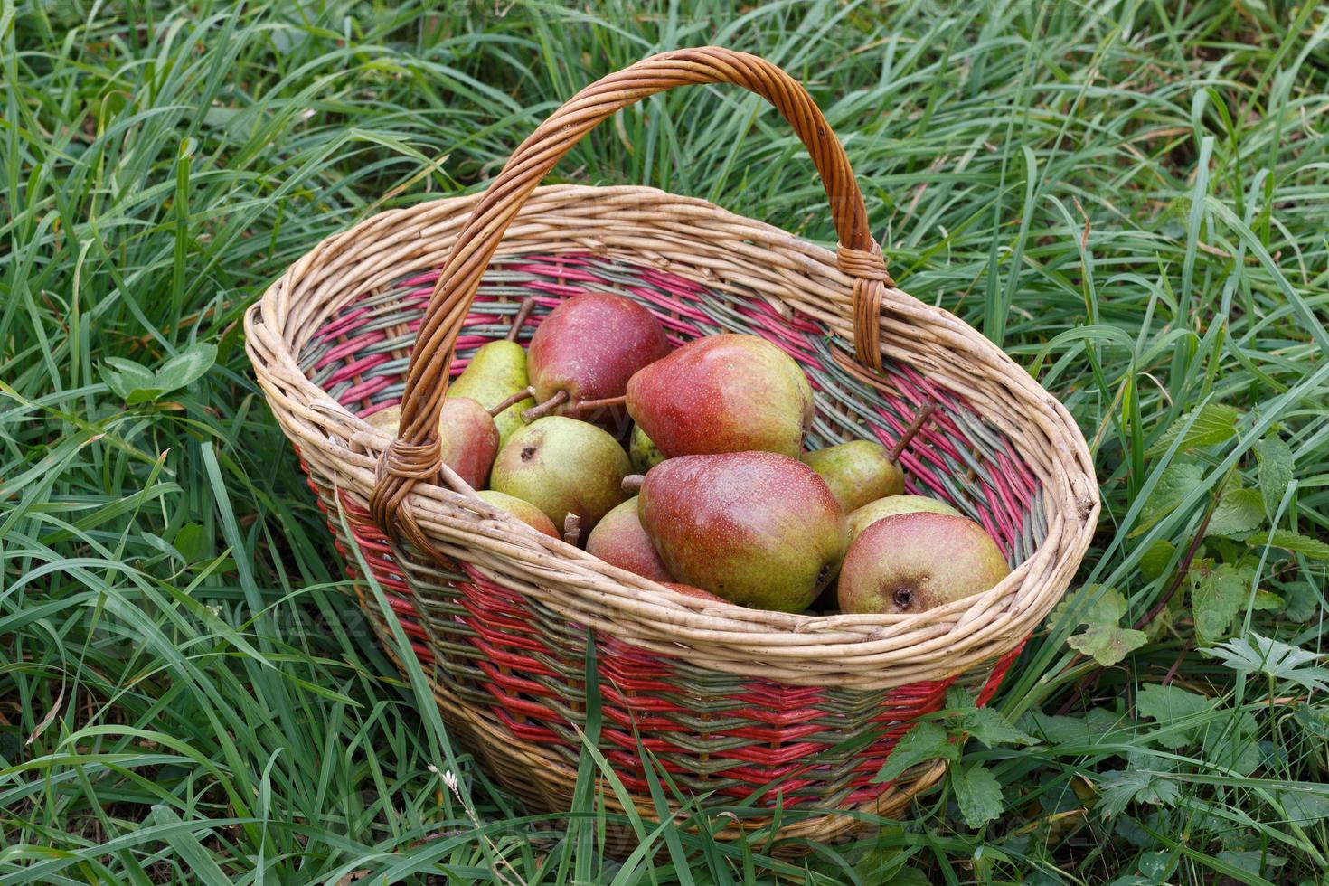 poire prend dans le panier. récolte d'été. photo