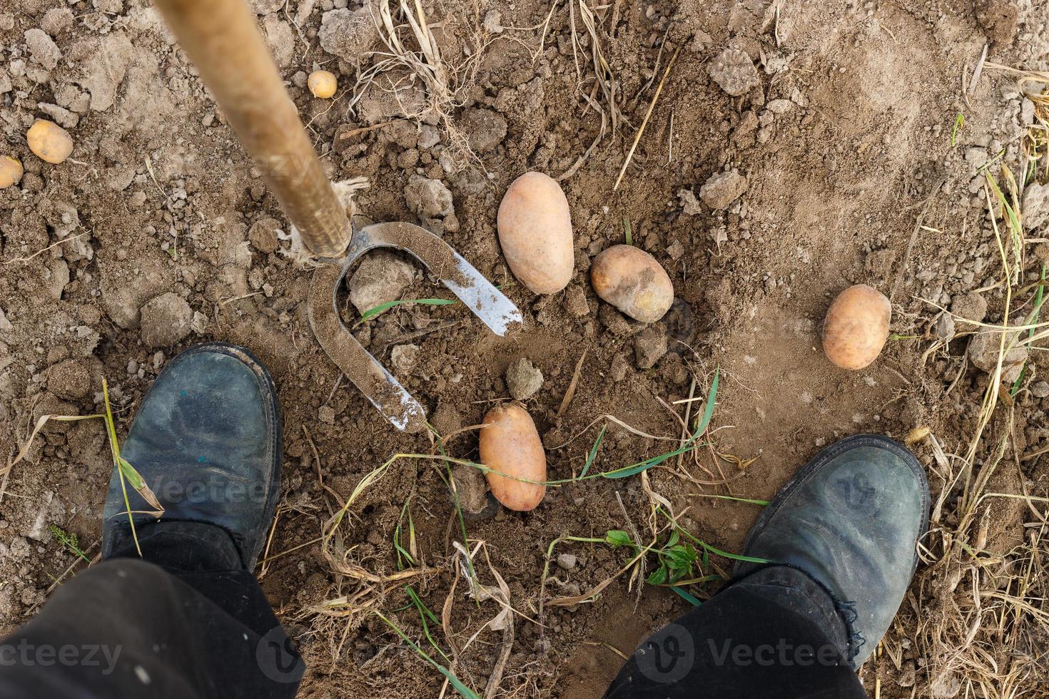creuser des pommes de terre avec une houe photo