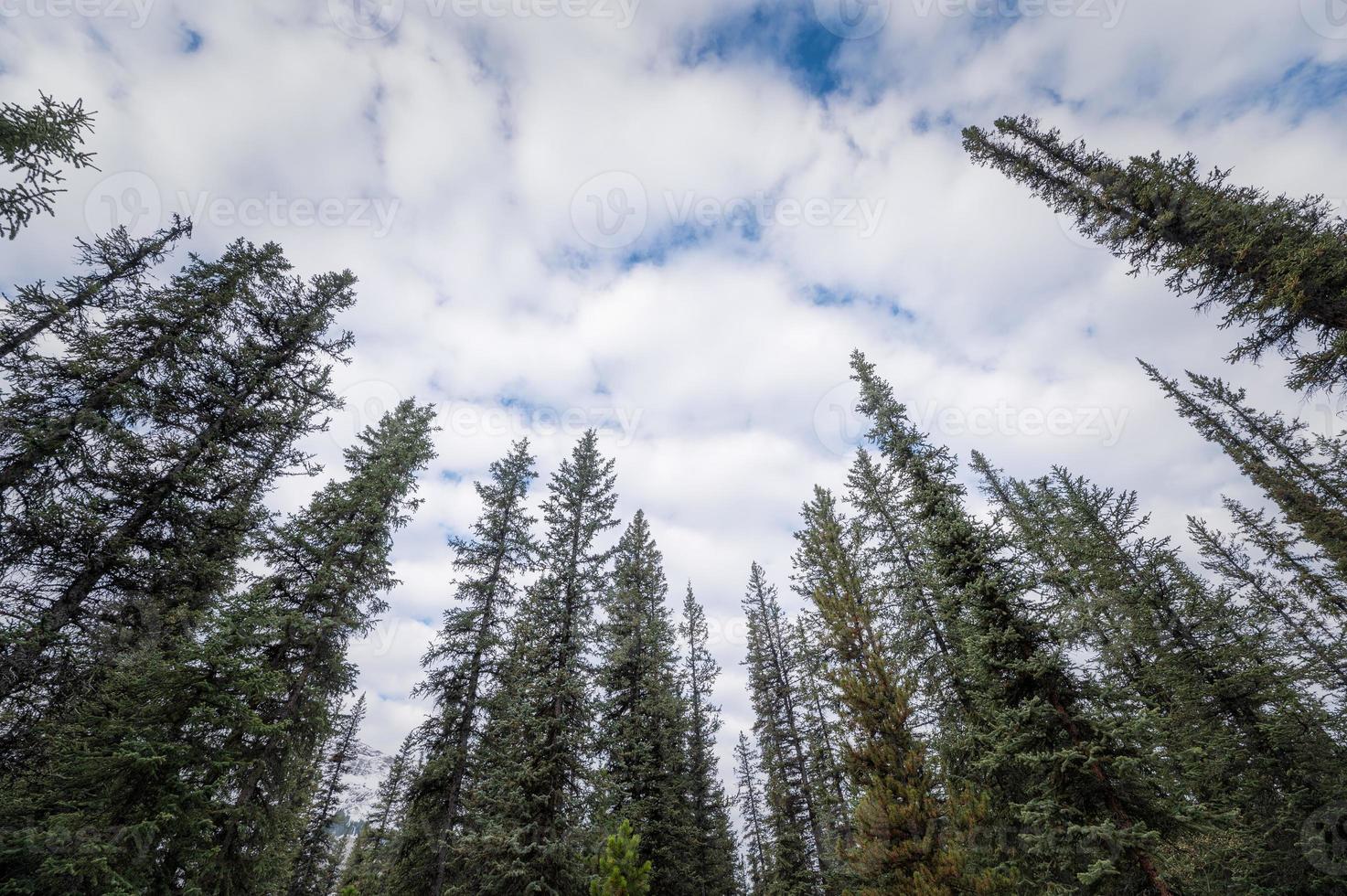 Cime des arbres de pin avec nuageux dans le ciel bleu photo