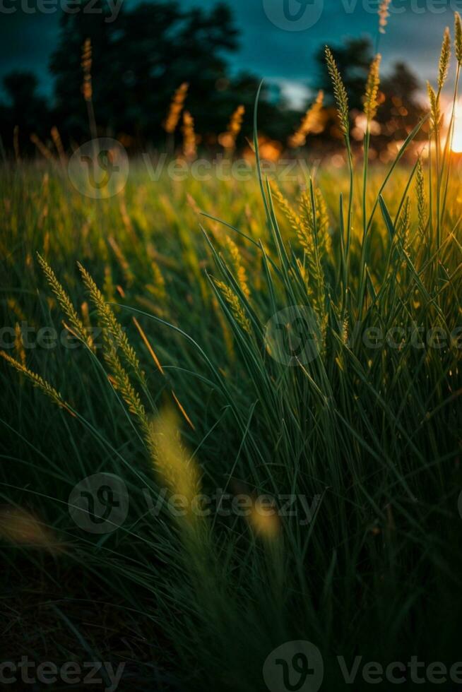 vert herbe avec le coucher du soleil vues.. ai généré photo