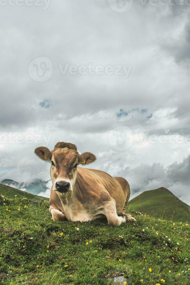 une vache dans le Suisse Alpes photo