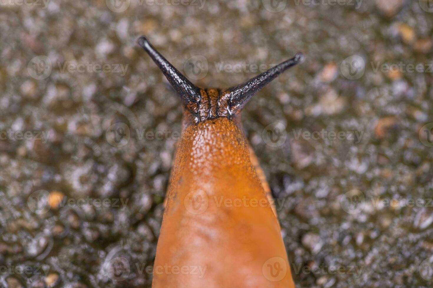 fermer de une Espagnol escargot arion vulgaris en plein air photo