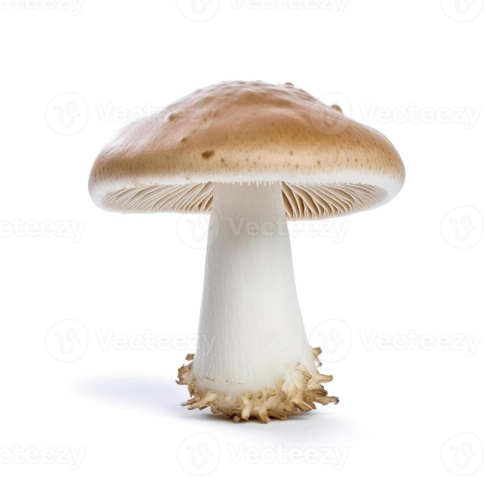 champignon sur blanc Contexte. génératif ai photo