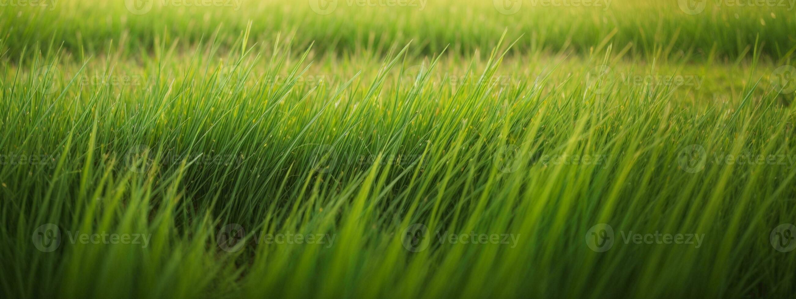 luxuriant vert herbe Prairie Contexte. ai généré photo