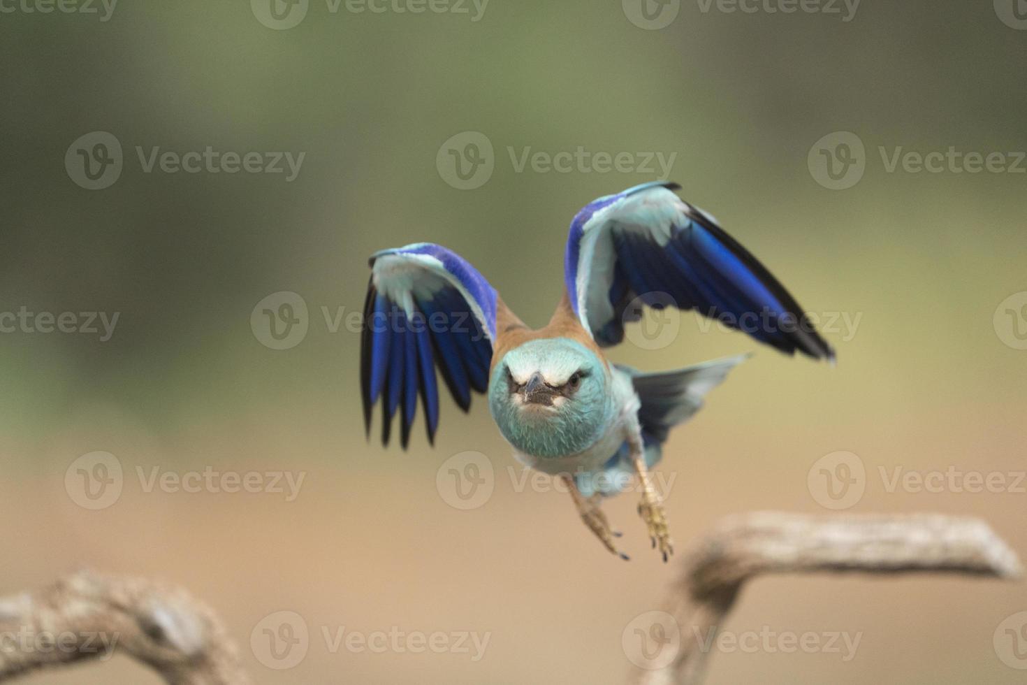 rouleau européen, coracias garrulus photo