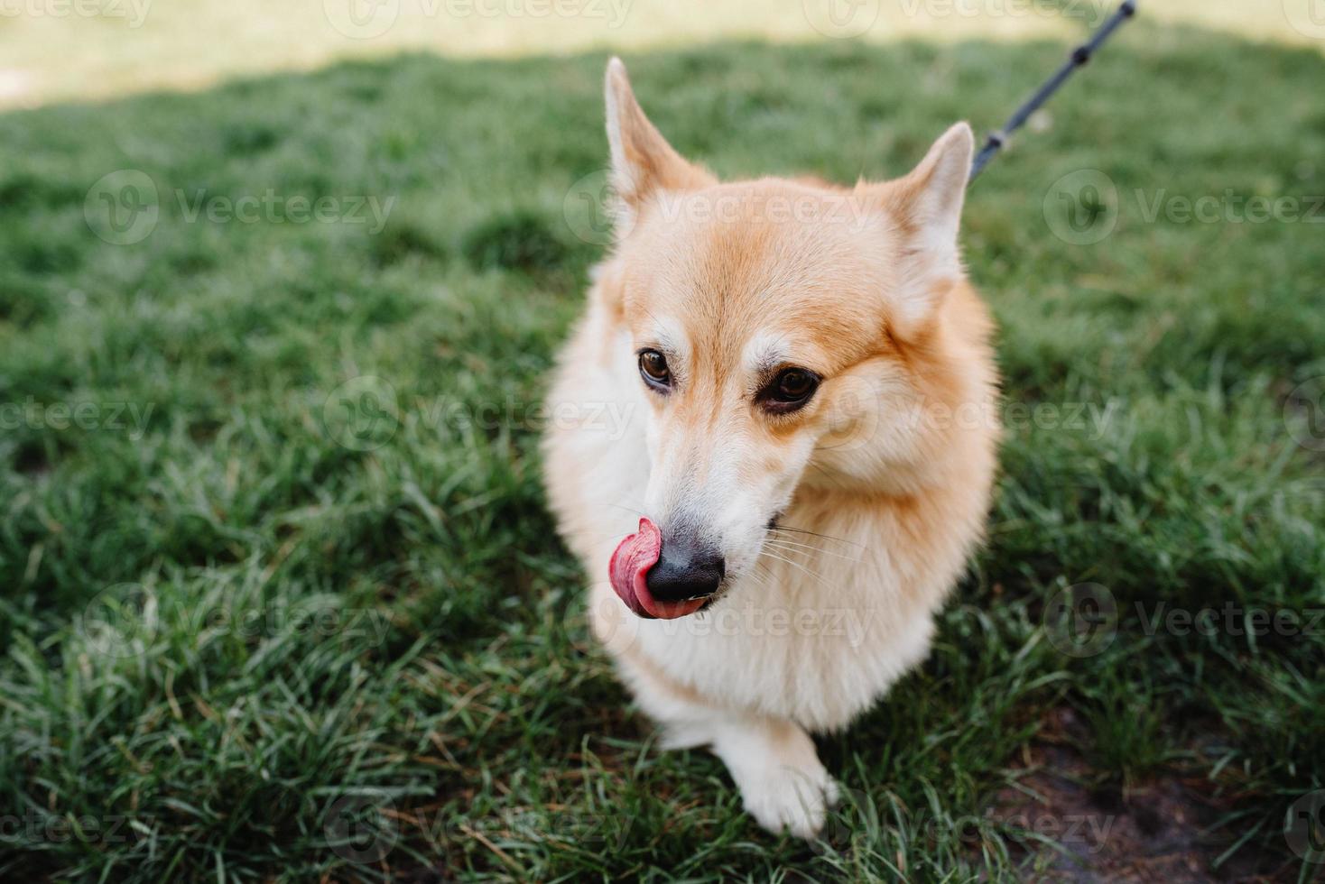 chien corgi moelleux mignon rouge avec de grands yeux noirs photo