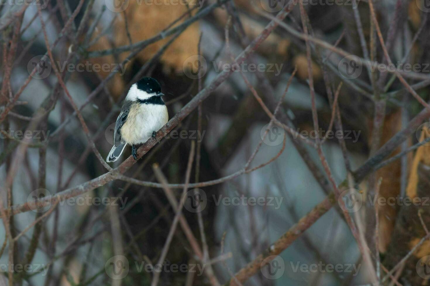 mésange séance sur branche dans hiver photo